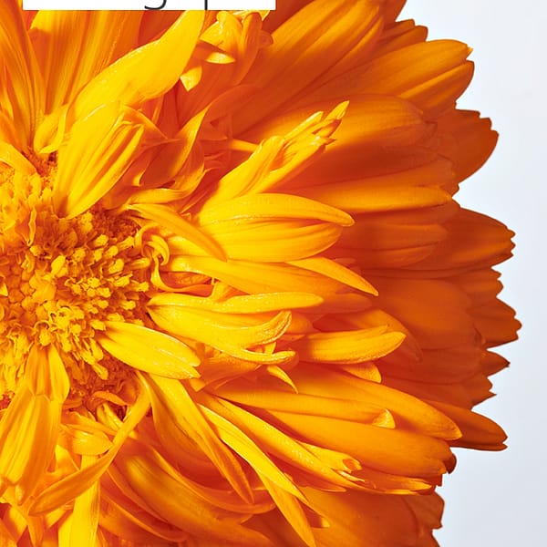 Calendula Baby Crème pour le Change