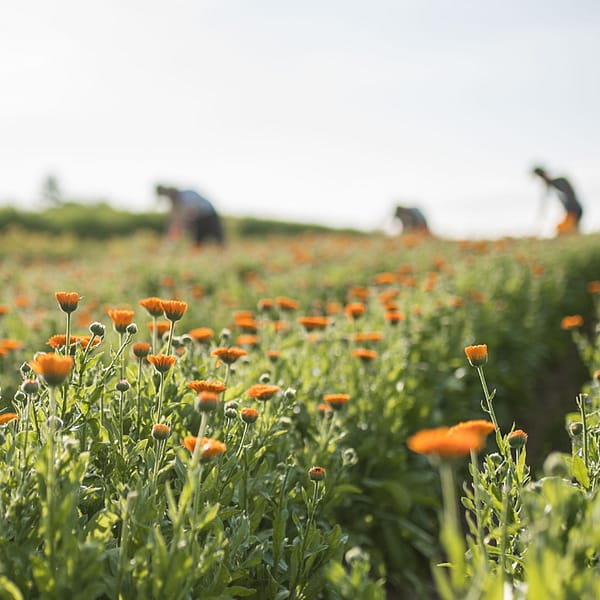 Calendula Liniment Reinigingsmelk