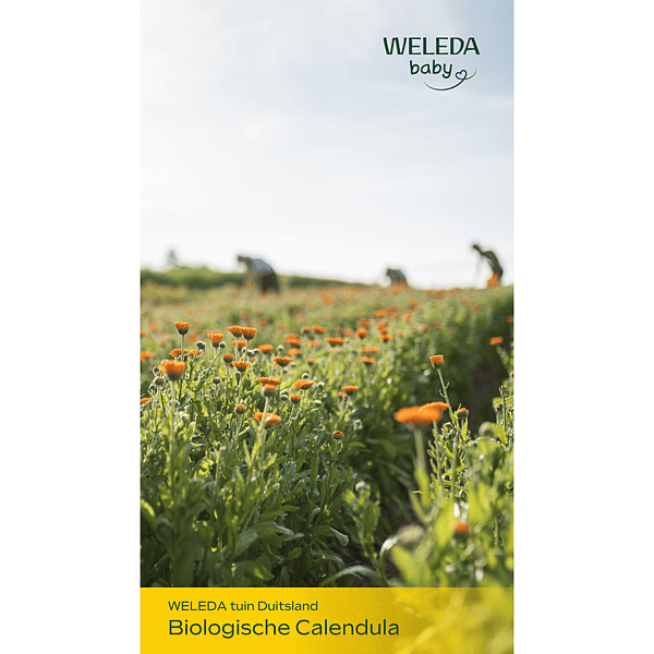 Calendula Weer en Windbalsem