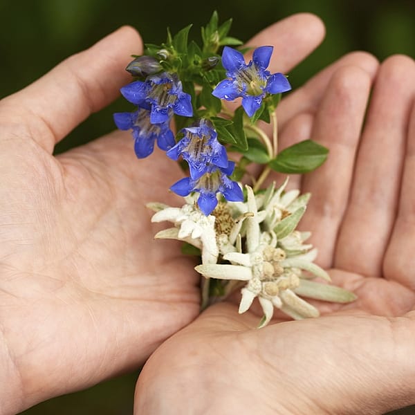 Contorno de Ojos y Labios Redensificante de Genciana Azul y Edelweiss