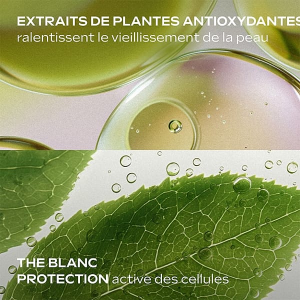 Extraits de plantes antioxydantes ralentissent le vieillissement de la peau. Thé blanc : protection active des cellules.