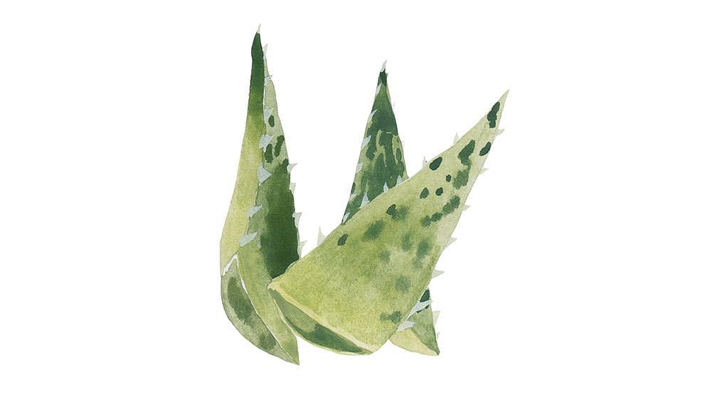 aloe_barbadensis_leaf_juice.jpg