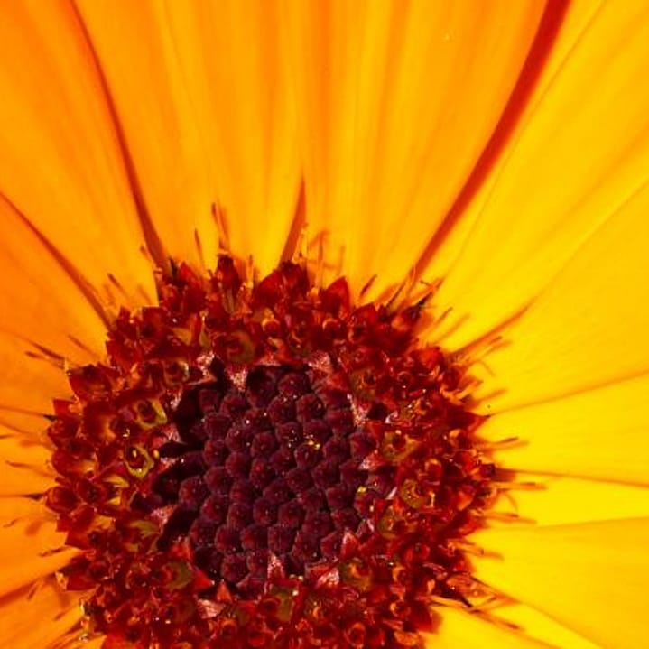 calendula