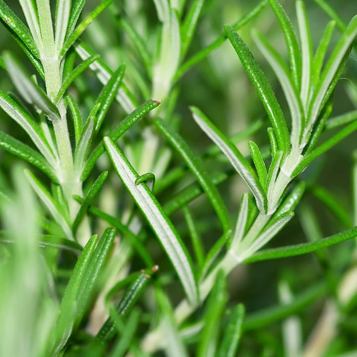 rosemary